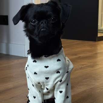 Лонгслив для собак Зоозавр: отзыв пользователя. Зоомагазин Зоозавр