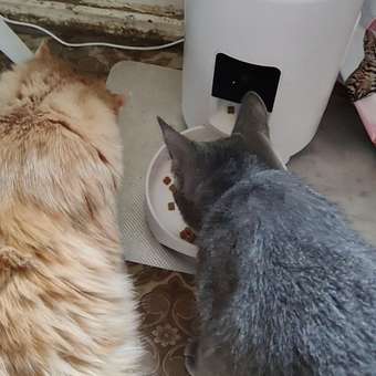 Корм сухой для котят ROYAL CANIN Sterilised 2кг стерилизованных: отзыв пользователя. Зоомагазин Зоозавр