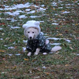 Комбинезон для собак и кошек Зоозавр: отзыв пользователя. Зоомагазин Зоозавр