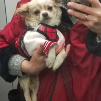 Комбинезон для собак и кошек Зоозавр: отзыв пользователя. Зоомагазин Зоозавр