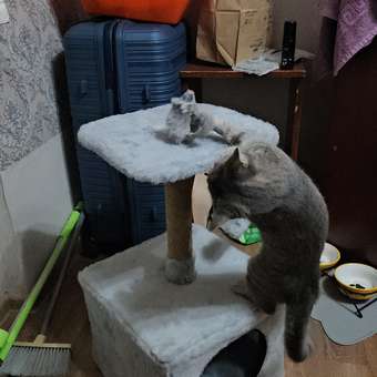 Корм сухой для котят ROYAL CANIN Kitten 300г: отзыв пользователя. Зоомагазин Зоозавр