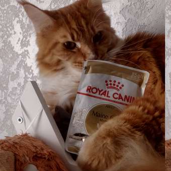 Корм для кошек ROYAL CANIN Мейн кун соус 85г: отзыв пользователя. Зоомагазин Зоозавр