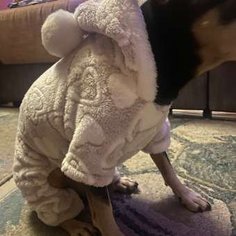 Комбинезон для собак и кошек Зоозавр: отзыв пользователя. Зоомагазин Зоозавр