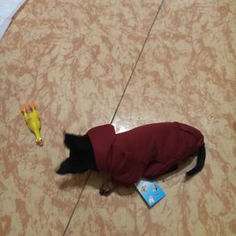 Толстовка для собак PIFPAF DOG: отзыв пользователя. Зоомагазин Зоозавр