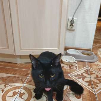 Лакомство для кошек Wanpy Cat 70 г тунец и креветки нежное пюре паучи: отзыв пользователя. Зоомагазин Зоозавр