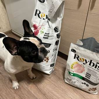 Корм для собак Roybis 7кг средних и крупных пород активных с ягненком сухой: отзыв пользователя. Зоомагазин Зоозавр