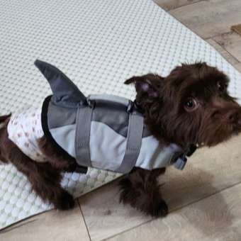 Спасательный жилет SuperPets для собаки для плавания: отзыв пользователя. Зоомагазин Зоозавр