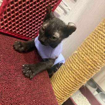 Корм для котят Carnica 85г полнорационный кусочки в соусе с курицей консервированный: отзыв пользователя. Зоомагазин Зоозавр