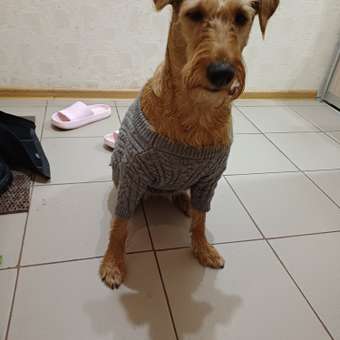 Джемпер для собак и кошек Зоозавр: отзыв пользователя. Зоомагазин Зоозавр