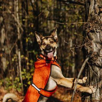 Толстовка для собак ICEPEAK PET 50 Оранжевый 470550872B46550: отзыв пользователя. Зоомагазин Зоозавр