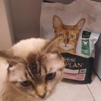 Корм сухой для кошек PRO PLAN 3кг с ягненком с чувствительным пищеварением: отзыв пользователя. Зоомагазин Зоозавр