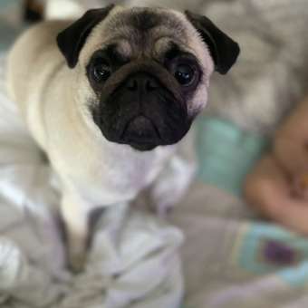 Корм сухой для собак PRO PLAN SENSITIVE DIGESTION 3 кг с ягненком для мелких пород: отзыв пользователя. Зоомагазин Зоозавр