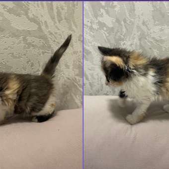 Корм для котят AWARD 200гр из индейки с начала прикорма до 4 месяцев беременных и кормящих кошек паштет: отзыв пользователя. Зоомагазин Зоозавр