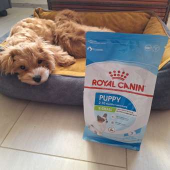 Корм для щенков ROYAL CANIN X-small Puppy миниатюрных пород 500г: отзыв пользователя. Зоомагазин Зоозавр