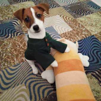 Футболка для собак и кошек Зоозавр: отзыв пользователя. Зоомагазин Зоозавр