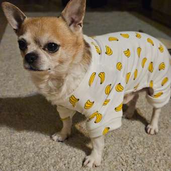 Комбинезон для собак и кошек Зоозавр: отзыв пользователя. Зоомагазин Зоозавр