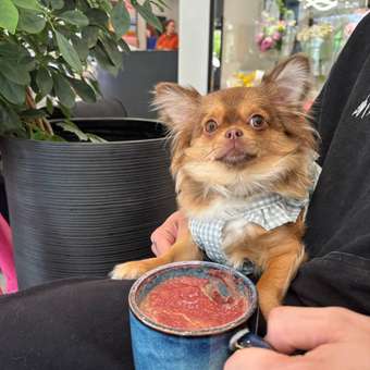 Сарафан для собак Зоозавр: отзыв пользователя. Зоомагазин Зоозавр