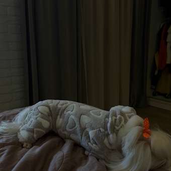 Комбинезон для собак и кошек Зоозавр: отзыв пользователя. Зоомагазин Зоозавр