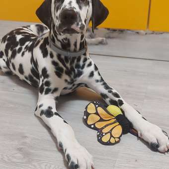 Игрушка для собак Barbaks Бабочка Анфиса шуршит 19м: отзыв пользователя. Зоомагазин Зоозавр