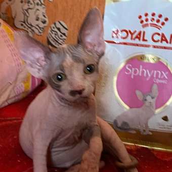 Корм сухой для кошек ROYAL CANIN Sphynx 400г породы сфинк: отзыв пользователя. Зоомагазин Зоозавр