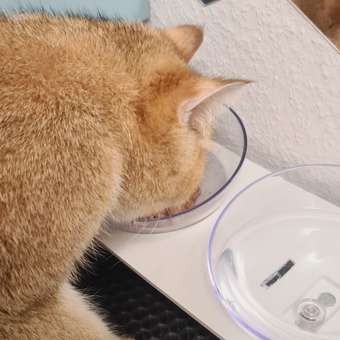 Корм для кошек Royal Canin 85г Digestive Care соус: отзыв пользователя. Зоомагазин Зоозавр