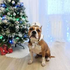 Фото отзыва 10930756