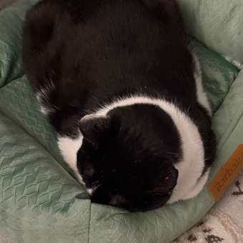 Лежанка Barbaks М 50*40*15см прямоугольная однотонная с бортиком и съемной подушкой Зелёная: отзыв пользователя. Зоомагазин Зоозавр