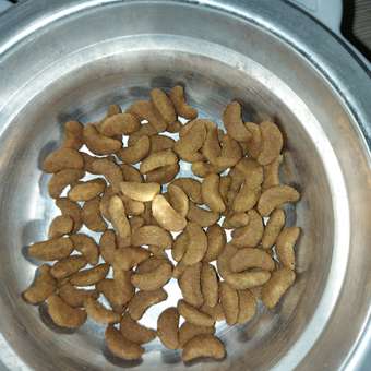 Корм сухой для котят ROYAL CANIN British Shorthair 400г породы британской короткошерстной: отзыв пользователя. Зоомагазин Зоозавр