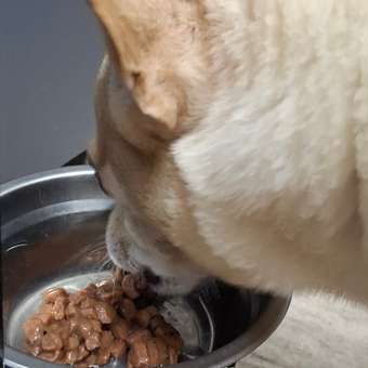 Корм для собак ROYAL CANIN Mini Ageing 12+ для стареющих собак мелких размеров 85г: отзыв пользователя. Зоомагазин Зоозавр