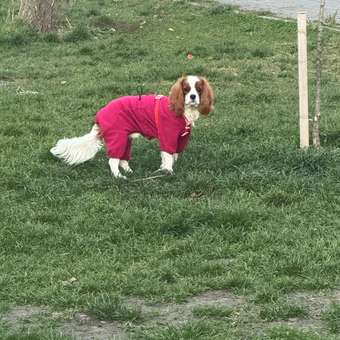 Комбинезон для собак и кошек Зоозавр: отзыв пользователя. Зоомагазин Зоозавр