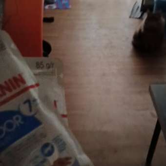 Корм для кошек ROYAL CANIN Indoor 85г для пожилых стерилизованных кошек 7+ желе пауч: отзыв пользователя. Зоомагазин Зоозавр