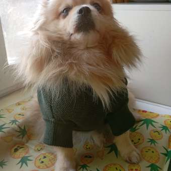 Джемпер для собак и кошек Зоозавр: отзыв пользователя. Зоомагазин Зоозавр