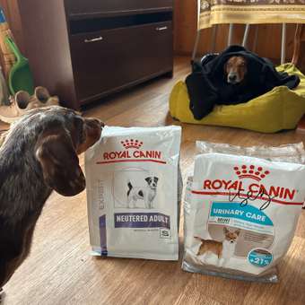 Корм для собак ROYAL CANIN Mini Urinary Care мелких пород профилактика МКБ 1кг: отзыв пользователя. Зоомагазин Зоозавр
