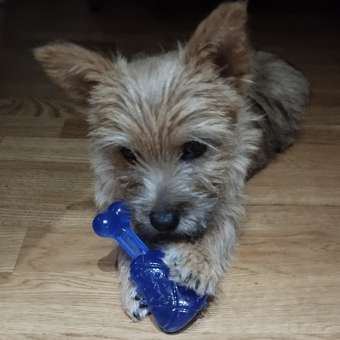 Игрушка для собак Barbaks Лапка с косточкой развивающая 2в1 24*10см: отзыв пользователя. Зоомагазин Зоозавр