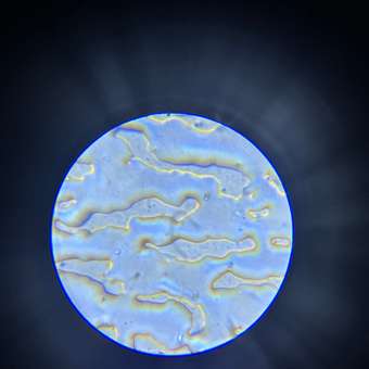 Микроскоп Brauberg: отзыв пользователя Детский Мир