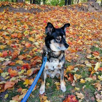 Корм для собак Carnica 12кг с кроликом для чувствительного пищеварения для средних и крупных пород сухой: отзыв пользователя. Зоомагазин Зоозавр