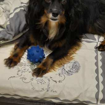 Игрушка для собак Barbaks Мячик Франкенштейн с пищалкой латекс 7см: отзыв пользователя. Зоомагазин Зоозавр