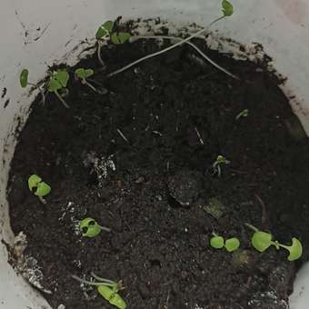 Набор для выращивания Happy Plant: отзыв пользователя Детский Мир