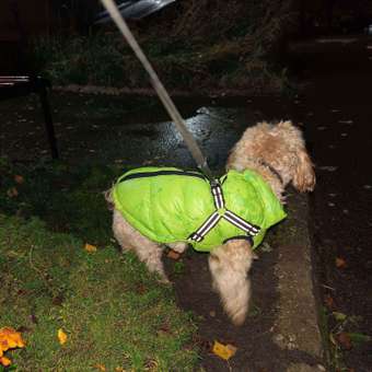 Куртка для собак Sima-Land со шлейкой размер 18 салатовая: отзыв пользователя. Зоомагазин Зоозавр