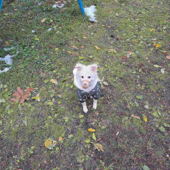 Комбинезон для собак и кошек Зоозавр: отзыв пользователя. Зоомагазин Зоозавр