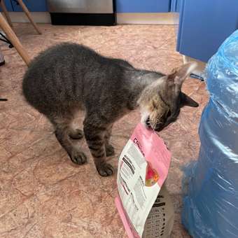 Корм для кошек Carnica 0,4кг с тунцом сухой: отзыв пользователя. Зоомагазин Зоозавр