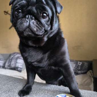 Корм для собак Brit Dog Adult Small для мелких пород с курицей: отзыв пользователя магазина низких цен ЕЩЁ