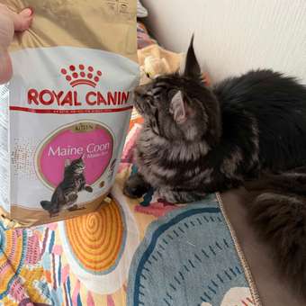 Корм для котят Royal Canin 2кг Maine Coon породы мейн-кун: отзыв пользователя. Зоомагазин Зоозавр