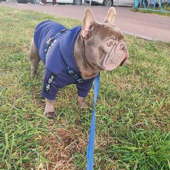 Толстовка для собак и кошек Зоозавр: отзыв пользователя. Зоомагазин Зоозавр