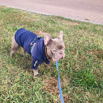 Толстовка для собак и кошек Зоозавр: отзыв пользователя. Зоомагазин Зоозавр