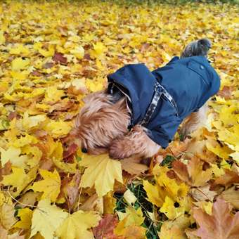 Куртка для собак Zoozavr тёмно-синяя 35: отзыв пользователя. Зоомагазин Зоозавр