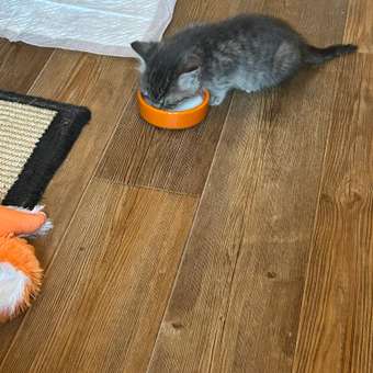 Сухое молоко для котят LORA Kitten Milk 30 г: отзыв пользователя. Зоомагазин Зоозавр
