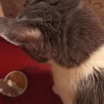 Корм влажный Зоогурман Holistic С уткой и шпинатом, 100 г х 20 шт.: отзыв пользователя. Зоомагазин Зоозавр