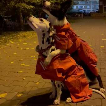 Попона для собак Зоозавр красная 50: отзыв пользователя. Зоомагазин Зоозавр