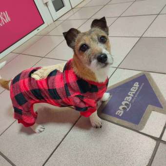 Комбинезон для собак и кошек Зоозавр: отзыв пользователя. Зоомагазин Зоозавр